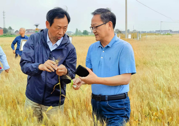 小麥全產業(yè)鏈綠色防控技術協(xié)同推廣計劃