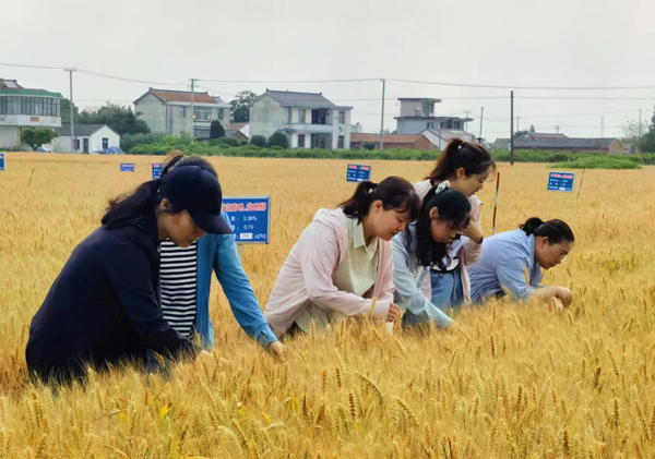小麥全產業(yè)鏈綠色防控技術協(xié)同推廣計劃